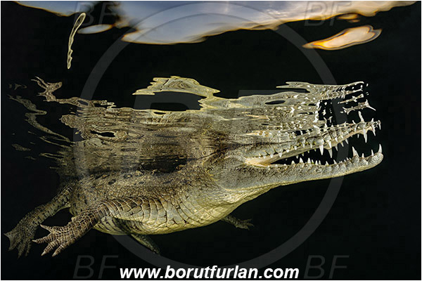 Jardines de la Reina, Cuba, Caribbean sea, Atlantic ocean, Crocodylus acutus, Crocodylus, Crocodylidae, Reptilia, Reptilian, American crocodile, Crocodile, Night, Evening, Sunset, Reflections, Abstract