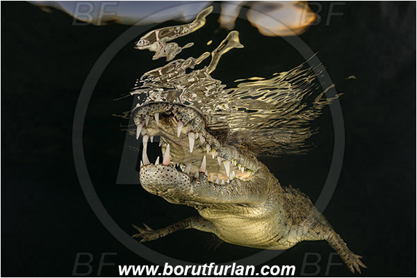 Jardines de la Reina, Cuba, Caribbean sea, Atlantic ocean, Crocodylus acutus, Crocodylus, Crocodylidae, Reptilia, Reptilian, American crocodile, Crocodile, Night, Evening, Sunset, Reflections, Portrait, Open mouth