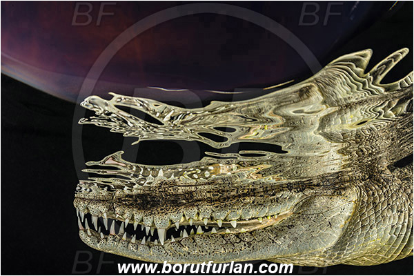 Jardines de la Reina, Cuba, Caribbean sea, Atlantic ocean, Crocodylus acutus, Crocodylus, Crocodylidae, Reptilia, Reptilian, American crocodile, Crocodile, Night, Evening, Sunset, Reflections, Portrait, Abstract