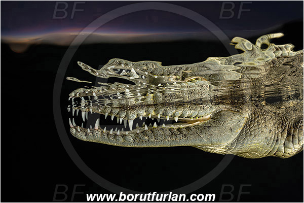 Jardines de la Reina, Cuba, Caribbean sea, Atlantic ocean, Crocodylus acutus, Crocodylus, Crocodylidae, Reptilia, Reptilian, American crocodile, Crocodile, Night, Evening, Sunset, Reflections, Portrait, Abstract