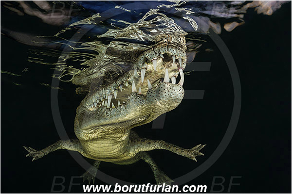 Jardines de la Reina, Cuba, Caribbean sea, Atlantic ocean, Crocodylus acutus, Crocodylus, Crocodylidae, Reptilia, Reptilian, American crocodile, Crocodile, Night, Evening, Sunset, Reflections, Portrait