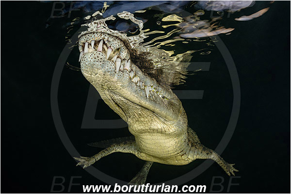 Jardines de la Reina, Cuba, Caribbean sea, Atlantic ocean, Crocodylus acutus, Crocodylus, Crocodylidae, Reptilia, Reptilian, American crocodile, Crocodile, Night, Evening, Sunset, Reflections, Portrait