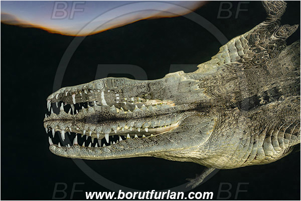 Jardines de la Reina, Cuba, Caribbean sea, Atlantic ocean, Crocodylus acutus, Crocodylus, Crocodylidae, Reptilia, Reptilian, American crocodile, Crocodile, Night, Evening, Sunset, Reflections, Portrait, Abstract