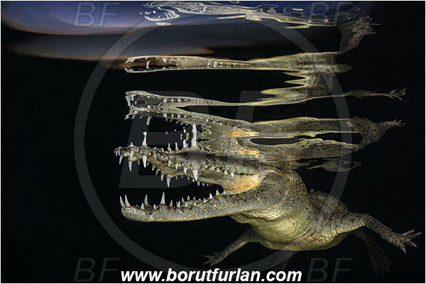 Jardines de la Reina, Cuba, Caribbean sea, Atlantic ocean, Crocodylus acutus, Crocodylus, Crocodylidae, Reptilia, Reptilian, American crocodile, Crocodile, Night, Evening, Sunset, Reflections, Abstract