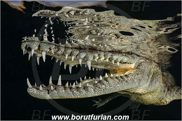 Jardines de la Reina, Cuba, Caribbean sea, Atlantic ocean, Crocodylus acutus, Crocodylus, Crocodylidae, Reptilia, Reptilian, American crocodile, Crocodile, Night, Evening, Sunset, Reflections, Portrait, Abstract, Open mouth