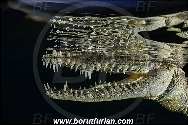 Jardines de la Reina, Cuba, Caribbean sea, Atlantic ocean, Crocodylus acutus, Crocodylus, Crocodylidae, Reptilia, Reptilian, American crocodile, Crocodile, Night, Evening, Sunset, Reflections, Portrait, Abstract