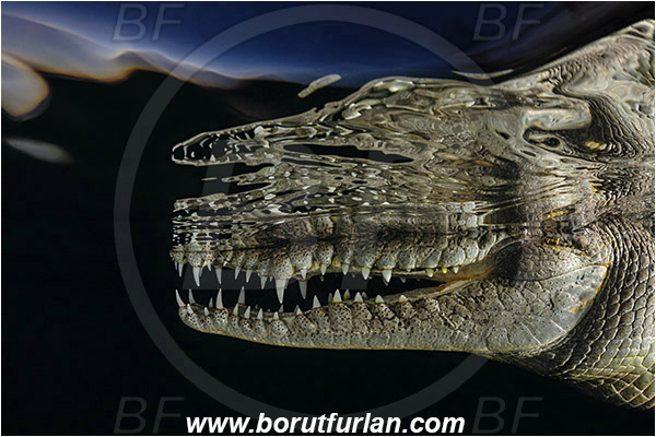 Jardines de la Reina, Cuba, Caribbean sea, Atlantic ocean, Crocodylus acutus, Crocodylus, Crocodylidae, Reptilia, Reptilian, American crocodile, Crocodile, Night, Evening, Sunset, Reflections, Abstract, Portrait