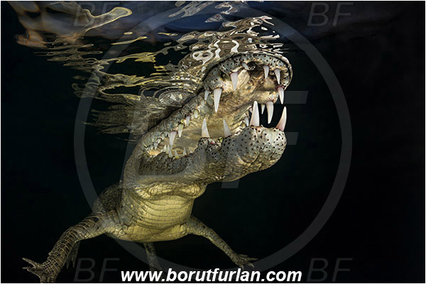 Jardines de la Reina, Cuba, Caribbean sea, Atlantic ocean, Crocodylus acutus, Crocodylus, Crocodylidae, Reptilia, Reptilian, American crocodile, Crocodile, Night, Evening, Sunset, Reflections, Open mouth