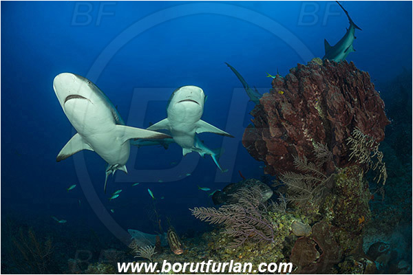 Jardines de la Reina, Cuba, Caribbean sea, Atlantic ocean, Xestospongia muta, Xestospongia, Petrosiidae, Giant Barrel Sponge, Sponge, Porifera, Carcharhinus perezii, Carcharhinus, Carcharhinidae, Elasmobranchii, Caribbean reef shark, Shark, Fish, Reef