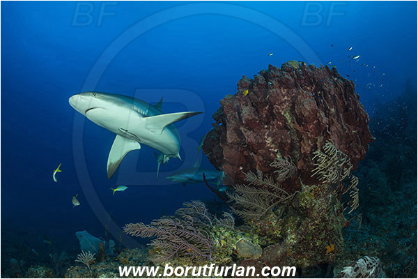 Jardines de la Reina, Cuba, Caribbean sea, Atlantic ocean, Xestospongia muta, Xestospongia, Petrosiidae, Giant Barrel Sponge, Sponge, Porifera, Carcharhinus perezii, Carcharhinus, Carcharhinidae, Elasmobranchii, Caribbean reef shark, Shark, Fish, Reef