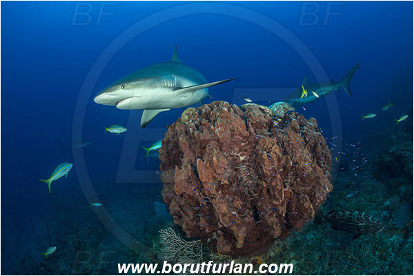Jardines de la Reina, Cuba, Caribbean sea, Atlantic ocean, Xestospongia muta, Xestospongia, Petrosiidae, Giant Barrel Sponge, Sponge, Porifera, Carcharhinus perezii, Carcharhinus, Carcharhinidae, Elasmobranchii, Caribbean reef shark, Shark, Fish, Reef