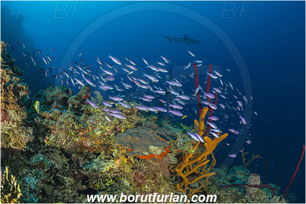 Jardines de la Reina, Cuba, Caribbean sea, Atlantic ocean, Clepticus parrae, Clepticus, Labridae, Creole wrasse, Juvenile, Wrasse, Fish, Fish school, Reef