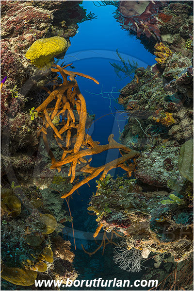 Jardines de la Reina, Cuba, Caribbean sea, Atlantic ocean, Aplysina fulva, Aplysina, Aplysinidae, Scattered pore rope sponge, Sponge, Porifera, Reef, Canyon
