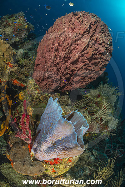 Jardines de la Reina, Cuba, Caribbean sea, Atlantic ocean, Callyspongia (Cladochalina) plicifera, Callyspongia, Callyspongiidae, Azure vase sponge, Xestospongia muta, Xestospongia, Petrosiidae, Giant Barrel Sponge, Sponge, Porifera, Reef