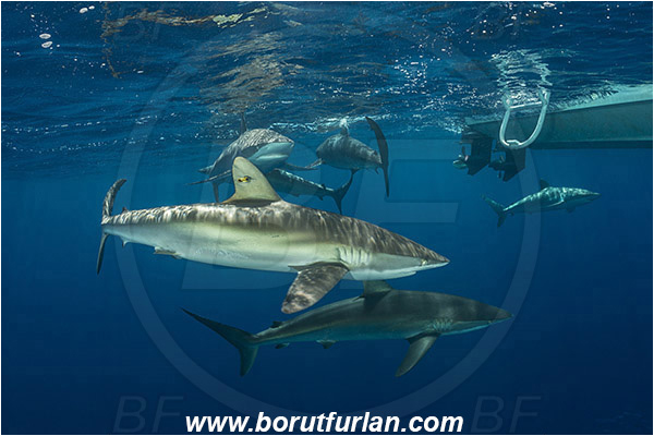 Jardines de la Reina, Cuba, Caribbean sea, Atlantic ocean, Carcharhinus falciformis, Carcharhinus, Carcharhinidae, Elasmobranchii, Silky shark, Shark, Fish, Boat