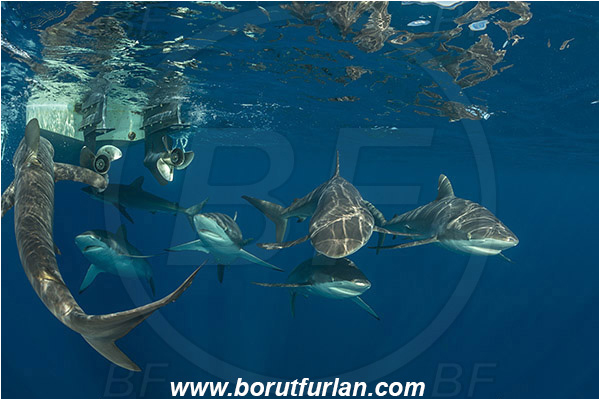 Jardines de la Reina, Cuba, Caribbean sea, Atlantic ocean, Carcharhinus falciformis, Carcharhinus, Carcharhinidae, Elasmobranchii, Silky shark, Shark, Fish, Boat