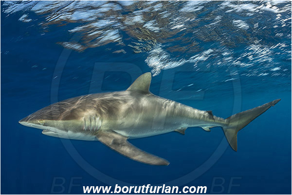 Jardines de la Reina, Cuba, Caribbean sea, Atlantic ocean, Carcharhinus falciformis, Carcharhinus, Carcharhinidae, Elasmobranchii, Silky shark, Shark, Fish