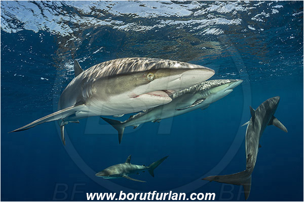 Jardines de la Reina, Cuba, Caribbean sea, Atlantic ocean, Carcharhinus falciformis, Carcharhinus, Carcharhinidae, Elasmobranchii, Silky shark, Shark, Fish