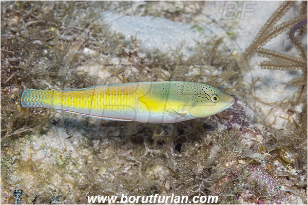 Jardines de la Reina, Cuba, Caribbean sea, Atlantic ocean, Halichoeres garnoti, Halichoeres, Labridae, Yellowhead wrasse, Wrasse, Fish, Intermediate