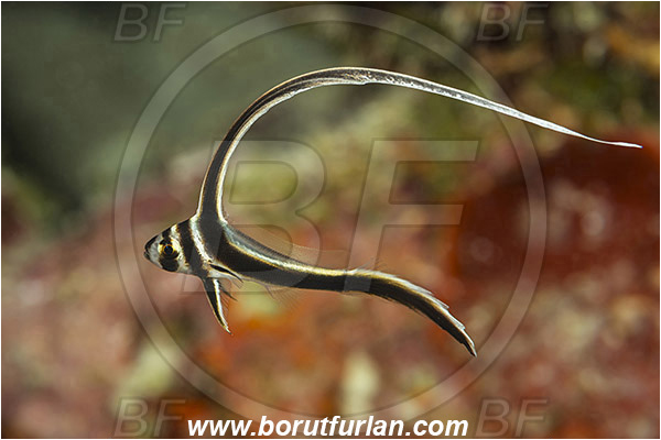 Jardines de la Reina, Cuba, Caribbean sea, Atlantic ocean, Equetus punctatus, Equetus, Sciaenidae, Spotted drum, Drum, Fish, Juvenile
