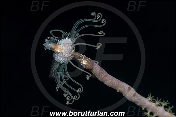 Jardines de la Reina, Cuba, Caribbean sea, Atlantic ocean, Ralpharia gorgoniae, Ralpharia, Tubulariidae, Hydrozoa, Cnidaria, Cnidarian, Solitary gorgonian hydroid, Hydroid