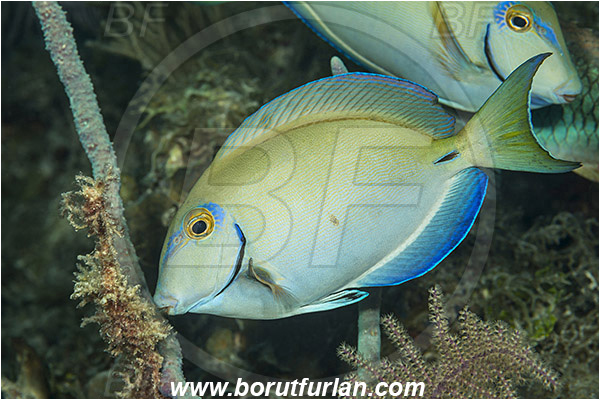 Jardines de la Reina, Cuba, Caribbean sea, Atlantic ocean, Acanthurus bahianus, Acanthurus, Acanthuridae, Ocean surgeonfish, Surgeonfish, Fish