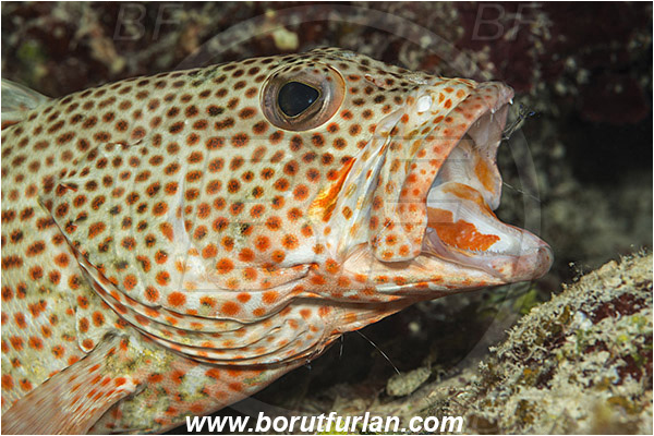 Jardines de la Reina, Cuba, Caribbean sea, Atlantic ocean, Epinephelus guttatus, Epinephelus, Serranidae, Red hind, Grouper, Fish, Portrait, Ancylomenes pedersoni, Ancylomenes, Palaemonidae, Decapoda, Crustacea, Crustacean, Pederson Anemone Shrimp, Cleaner Shrimp, Shrimp, Cleaning