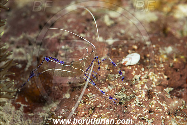 Jardines de la Reina, Cuba, Caribbean sea, Atlantic ocean, Ancylomenes pedersoni, Ancylomenes, Palaemonidae, Decapoda, Crustacea, Crustacean, Pederson Anemone Shrimp, Cleaner Shrimp, Shrimp