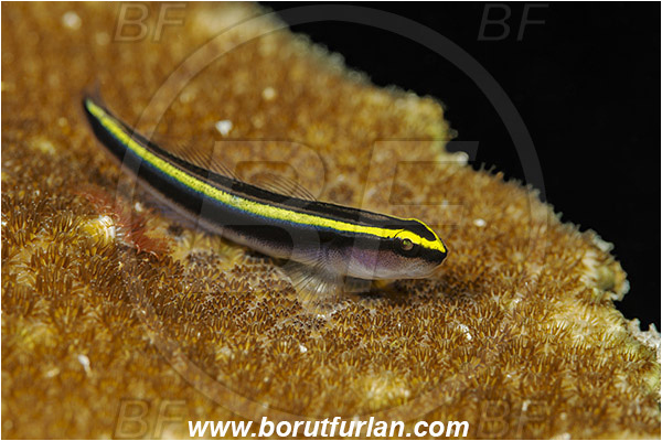 Jardines de la Reina, Cuba, Caribbean sea, Atlantic ocean, Elacatinus horsti, Elacatinus, Gobiidae, Yellowline goby, Goby, Fish