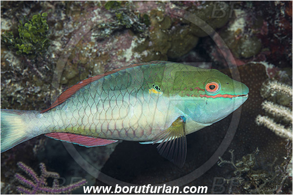 Jardines de la Reina, Cuba, Caribbean sea, Atlantic ocean, Sparisoma aurofrenatum, Sparisoma, Scaridae, Redband Parrotfish, Parrotfish, Fish