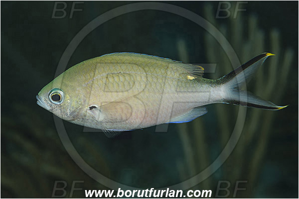 Jardines de la Reina, Cuba, Caribbean sea, Atlantic ocean, Chromis multilineata, Chromis, Pomacentridae, Brown chromis, Damselfish, Fish