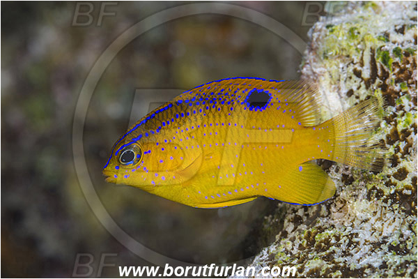 Jardines de la Reina, Cuba, Caribbean sea, Atlantic ocean, Stegastes diencaeus, Stegastes, Pomacentridae, Longfin Damselfish, Damselfish, Fish, Juvenile