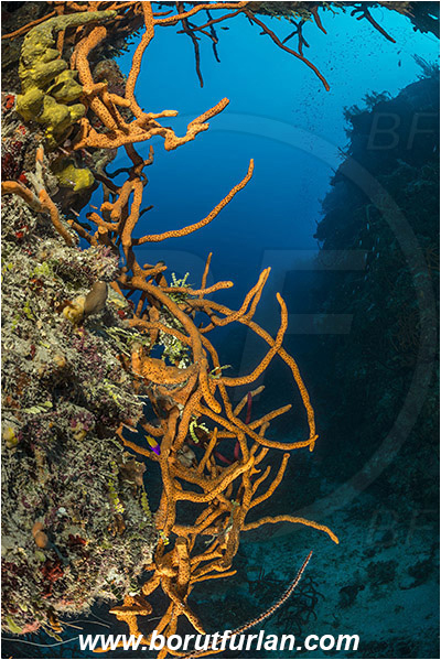 Jardines de la Reina, Cuba, Caribbean sea, Atlantic ocean, Aplysina fulva, Aplysina, Aplysinidae, Scattered pore rope sponge, Sponge, Porifera, Reef, Canyon
