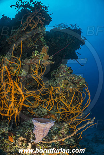 Jardines de la Reina, Cuba, Caribbean sea, Atlantic ocean, Aplysina fulva, Aplysina, Aplysinidae, Scattered pore rope sponge, Sponge, Porifera, Reef
