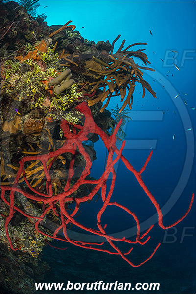 Jardines de la Reina, Cuba, Caribbean sea, Atlantic ocean, Aplysina cauliformis, Aplysina, Aplysinidae, Row pore rope sponge, Sponge, Porifera, Reef