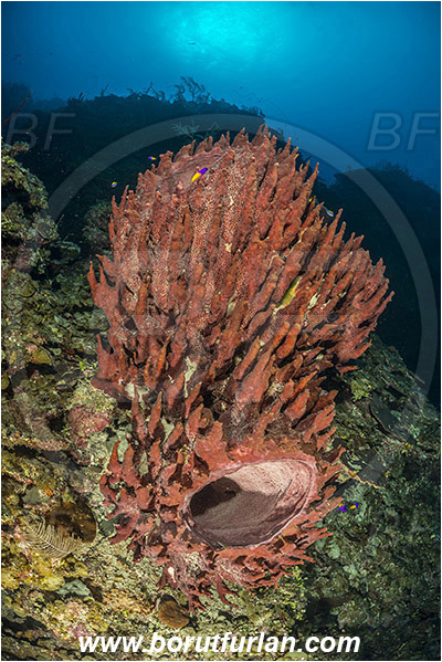 Jardines de la Reina, Cuba, Caribbean sea, Atlantic ocean, Xestospongia muta, Xestospongia, Petrosiidae, Giant Barrel Sponge, Sponge, Porifera, Reef