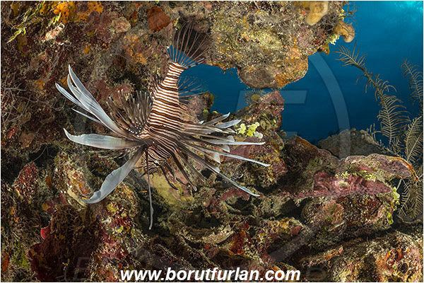 Jardines de la Reina, Cuba, Caribbean sea, Atlantic ocean, Pterois volitans, Pterois, Scorpaenidae, Red lionfish, Lionfish, Fish, Reef