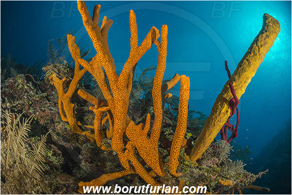Jardines de la Reina, Cuba, Caribbean sea, Atlantic ocean, Aplysina fulva, Aplysina, Aplysinidae, Scattered pore rope sponge, Sponge, Porifera, Aplysina fistularis, Yellow tube sponge, Sponge, Porifera, Reef