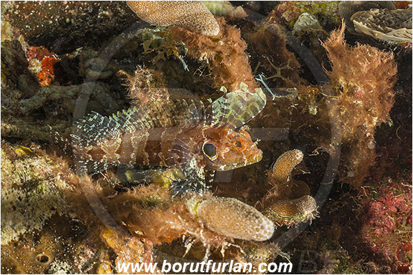 Jardines de la Reina, Cuba, Caribbean sea, Atlantic ocean, Callionymidae, Dragonet, Fish, Unidentified