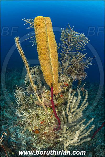 Jardines de la Reina, Cuba, Caribbean sea, Atlantic ocean, Aplysina fistularis, Aplysina, Aplysinidae, Yellow tube sponge, Sponge, Porifera, Reef