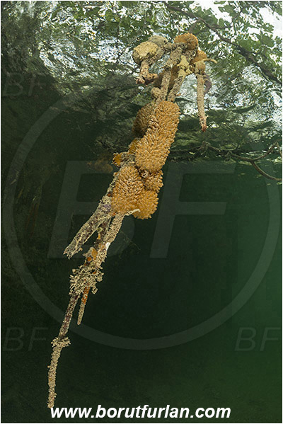 Jardines de la Reina, Cuba, Caribbean sea, Atlantic ocean, Mangroves, Aerial Roots, Tunicata, Tunicates, Surface