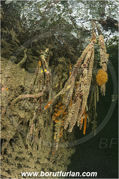 Jardines de la Reina, Cuba, Caribbean sea, Atlantic ocean, Mangroves, Aerial Roots, Surface