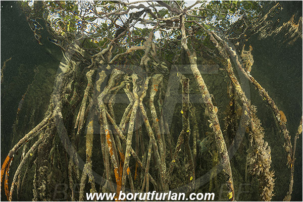 Jardines de la Reina, Cuba, Caribbean sea, Atlantic ocean, Mangroves, Aerial Roots, Surface, Reflections