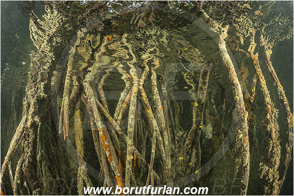 Jardines de la Reina, Cuba, Caribbean sea, Atlantic ocean, Mangroves, Aerial Roots, Surface, Reflections