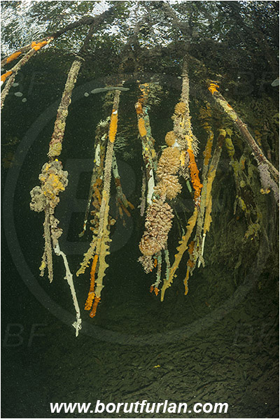 Jardines de la Reina, Cuba, Caribbean sea, Atlantic ocean, Mangroves, Aerial Roots, Sponge, Porifera, Surface