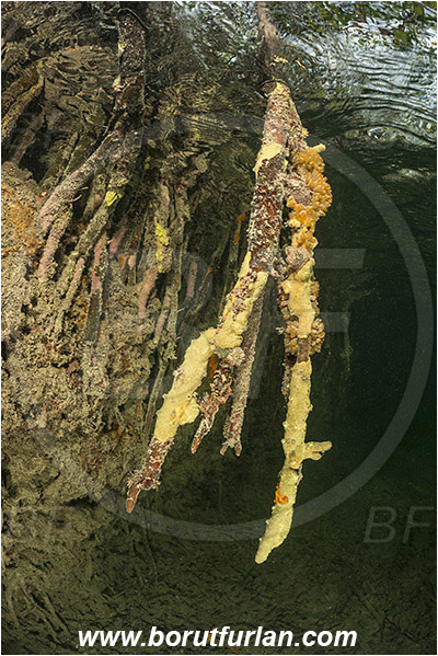 Jardines de la Reina, Cuba, Caribbean sea, Atlantic ocean, Mangroves, Aerial Roots, Sponge, Porifera, Surface
