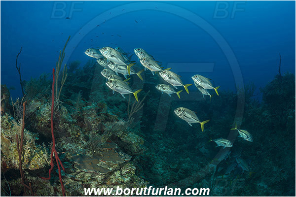 Jardines de la Reina, Cuba, Caribbean sea, Atlantic ocean, Caranx latus, Caranx, Carangidae, Horse-eye jack, Trevally, Jack, Fish, Fish school, Reef