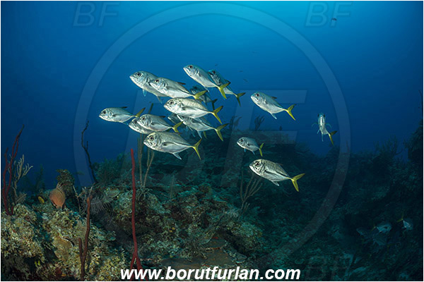 Jardines de la Reina, Cuba, Caribbean sea, Atlantic ocean, Caranx latus, Caranx, Carangidae, Horse-eye jack, Trevally, Jack, Fish, Fish school, Reef