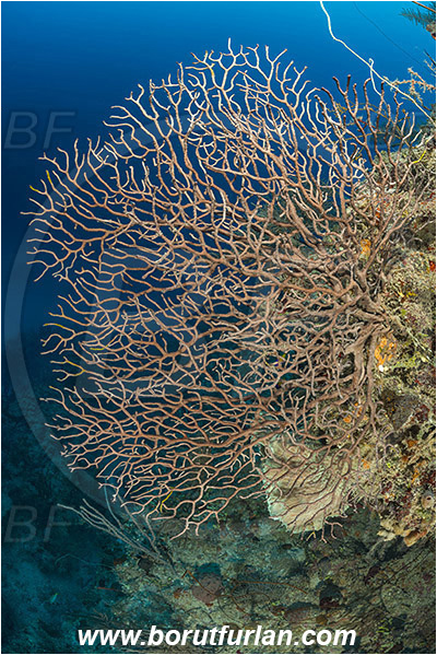 Jardines de la Reina, Cuba, Caribbean sea, Atlantic ocean, Iciligorgia schrammi, Iciligorgia, Anthothelidae, Black Sea Fan, Deep-water Sea Fan, Sea fan, Coral, Cnidaria, Cnidarian, Reef