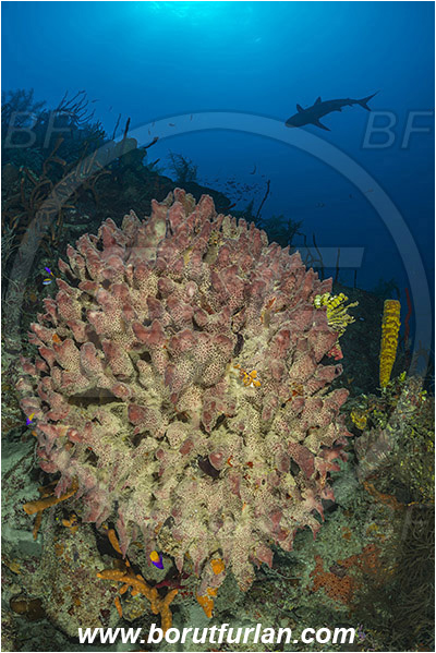 Jardines de la Reina, Cuba, Caribbean sea, Atlantic ocean, Xestospongia muta, Xestospongia, Petrosiidae, Giant Barrel Sponge, Sponge, Porifera, Carcharhinus perezii, Carcharhinus, Carcharhinidae, Elasmobranchii, Caribbean reef shark, Shark, Fish, Reef